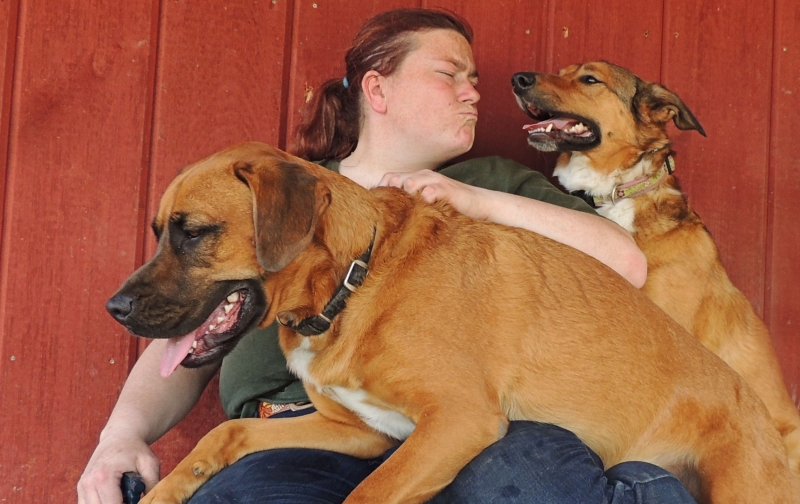 Dogs at Camp