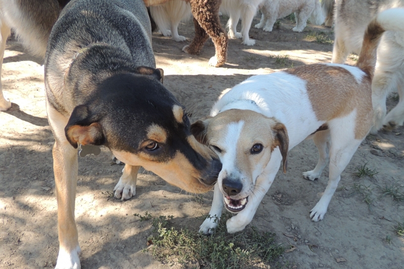 Dogs at Camp