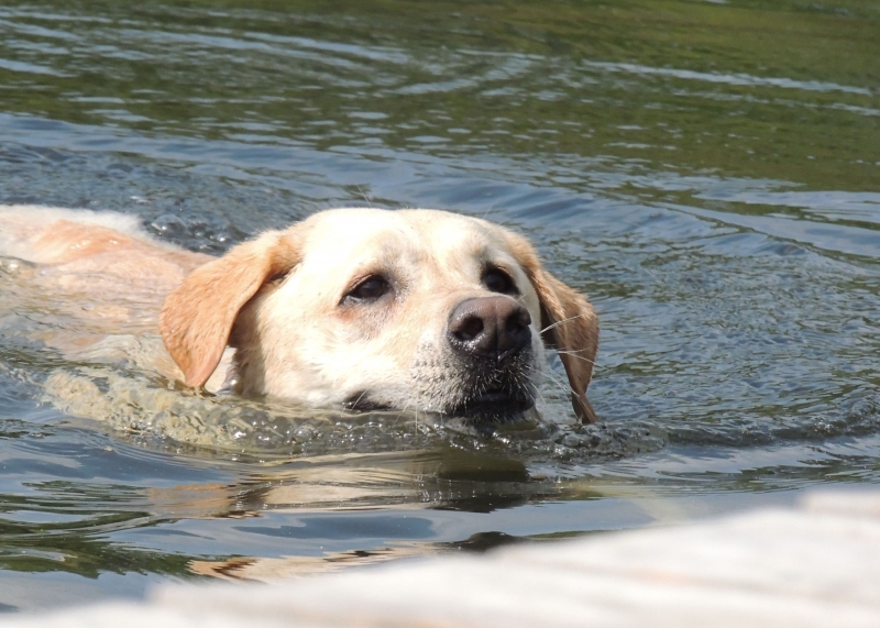 Dogs at Camp