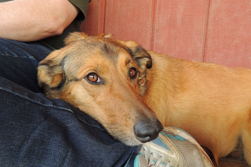 Dogs at Camp