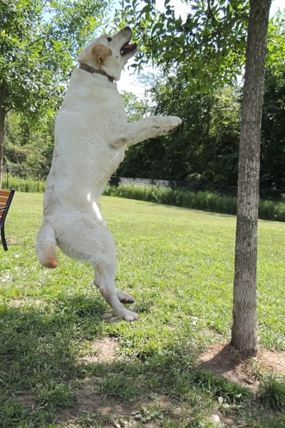 Dogs at Camp