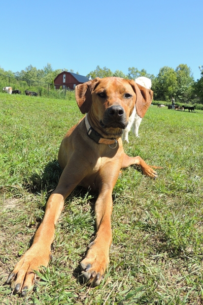 Dogs at Camp