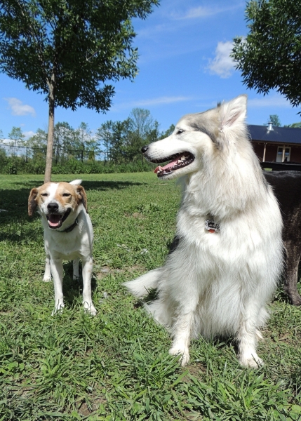 Dogs at Camp