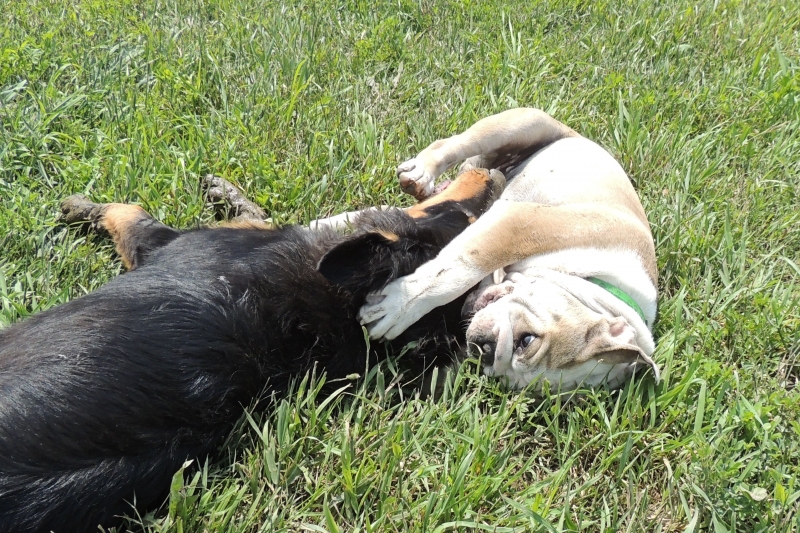 Dogs at Camp