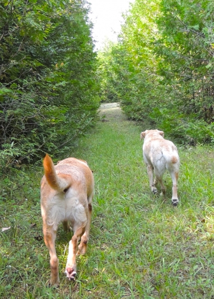 Dogs at Camp