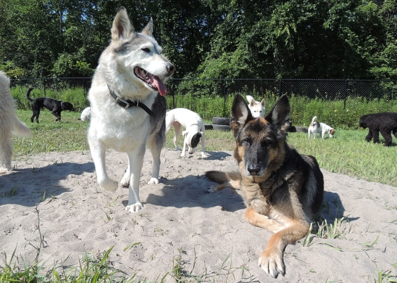 Dogs at Camp