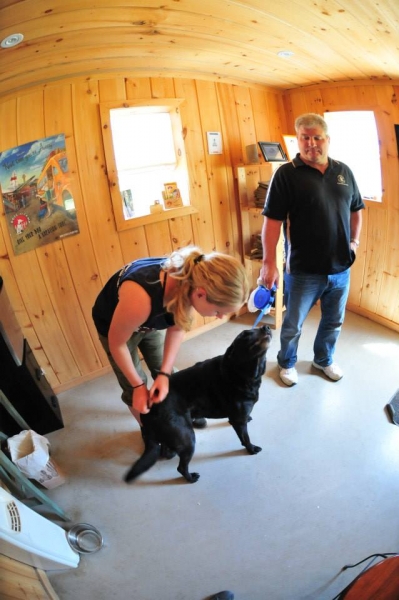 Dogs at Camp