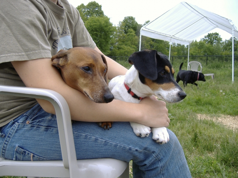Dogs at Camp