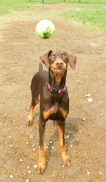 Dogs at Camp