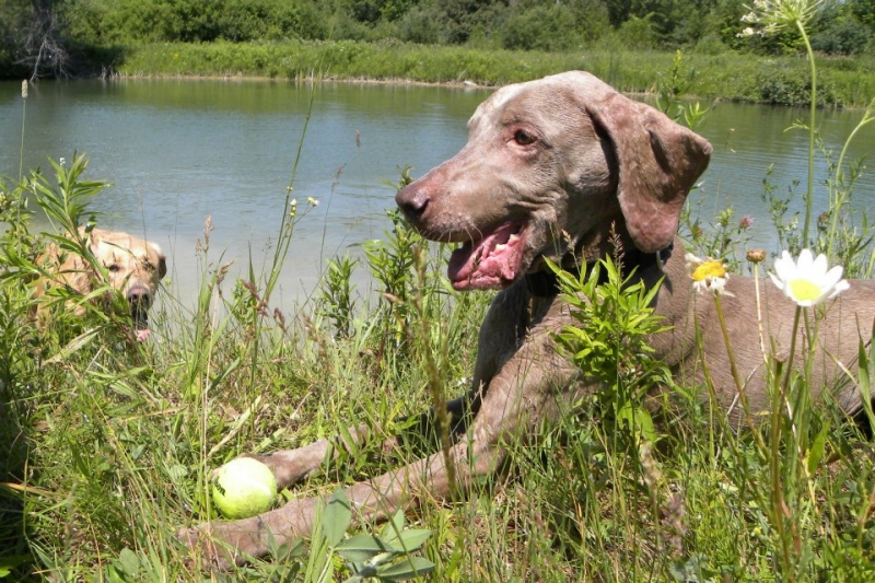 Dogs at Camp