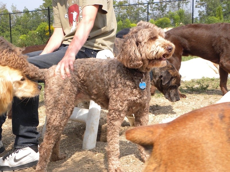Dogs at Camp