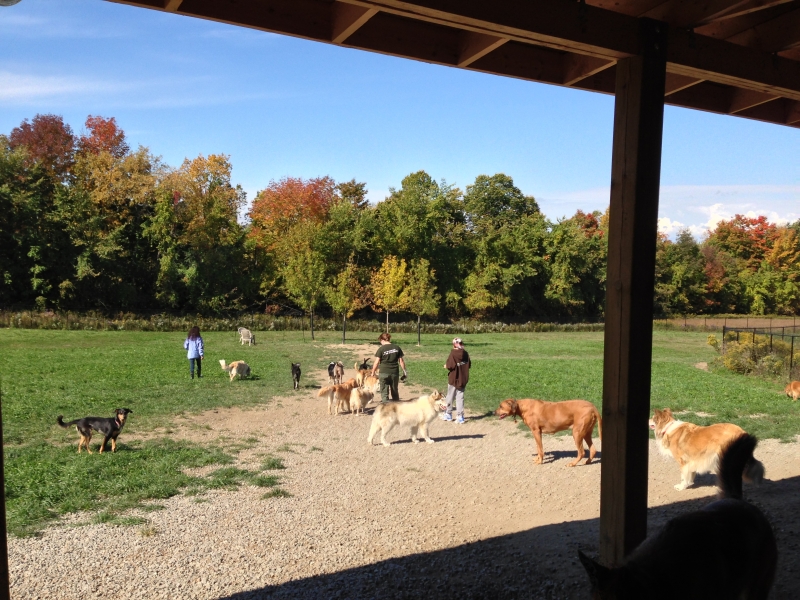 Dogs at Camp