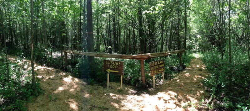 Dogs at Camp