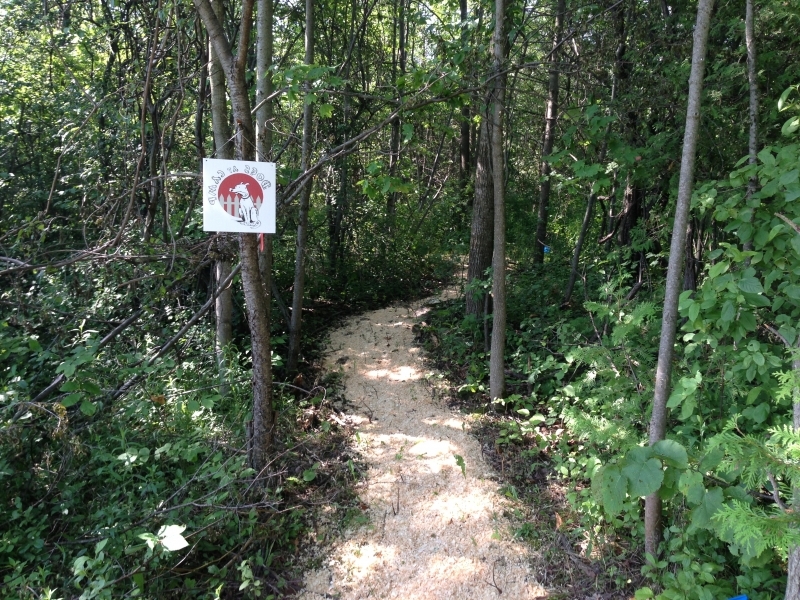 Dogs at Camp
