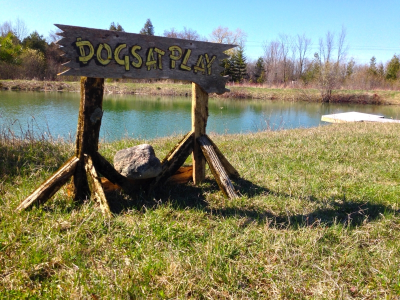 Dogs at Camp