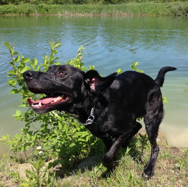 Dogs at Camp