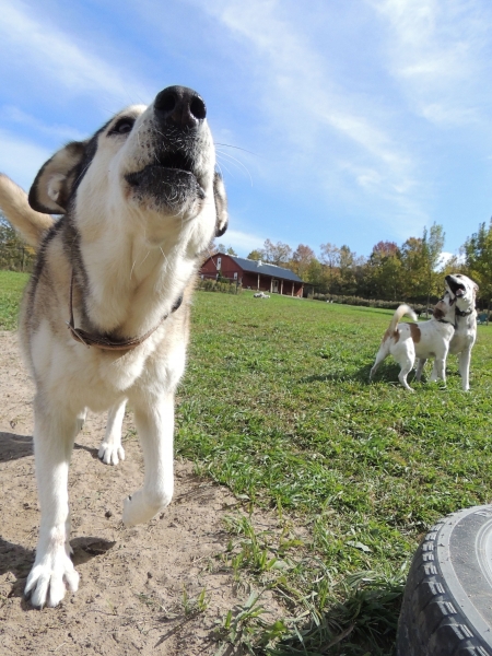Dogs at Camp