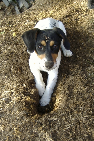Dogs at Camp