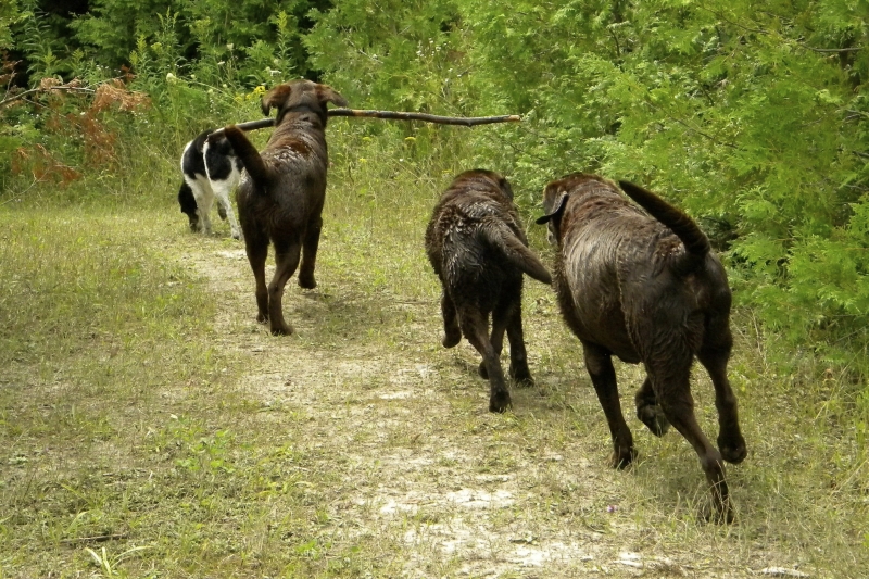 Dogs at Camp
