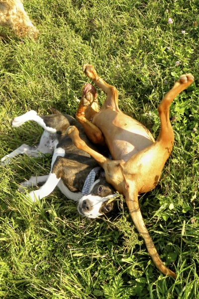 Dogs at Camp
