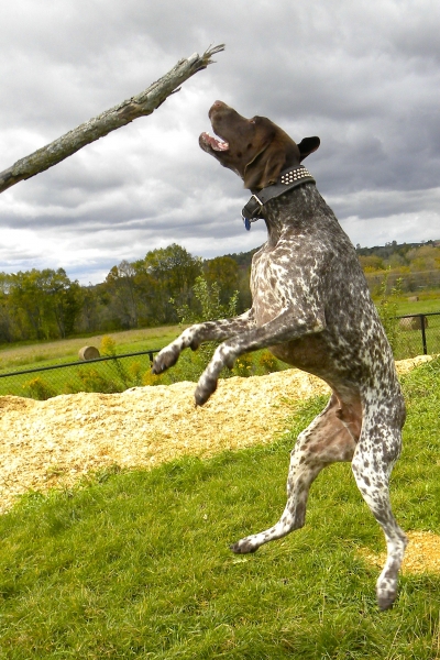 Dogs at Camp
