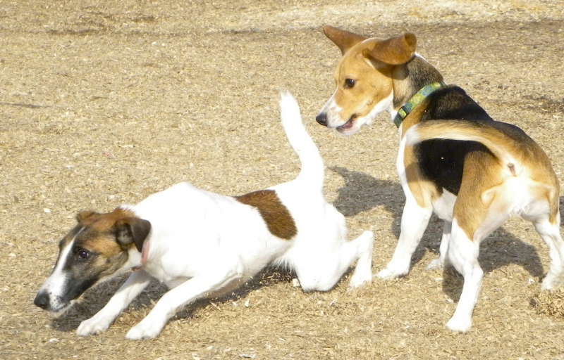 Dogs at Camp
