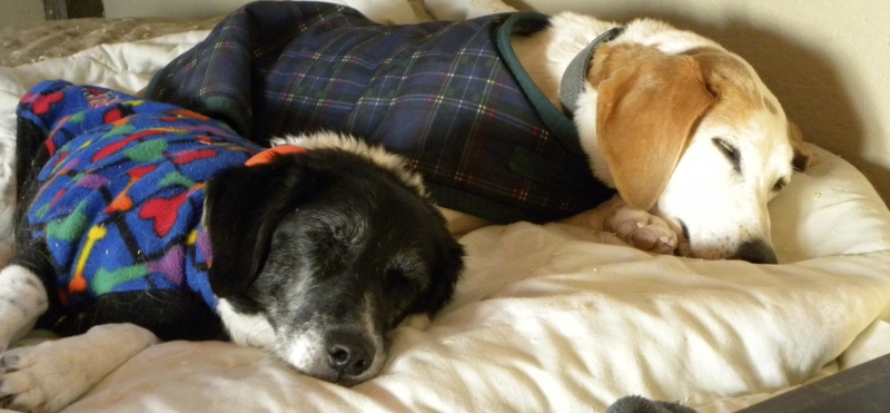 Dogs at Camp