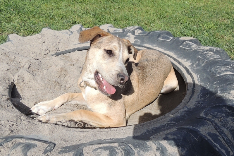 Dogs at Camp