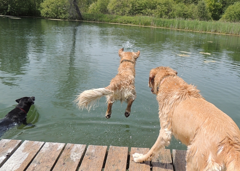 Dogs at Camp