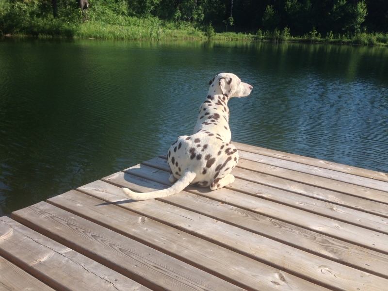 Dogs at Camp