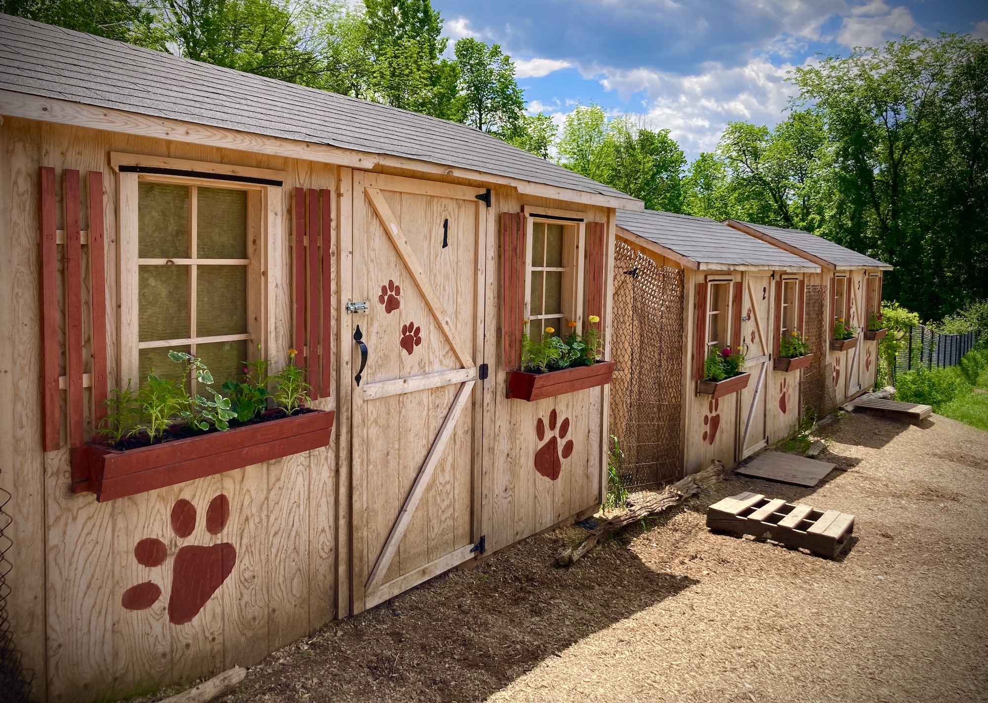 Dogs_at_Camp_Canbins