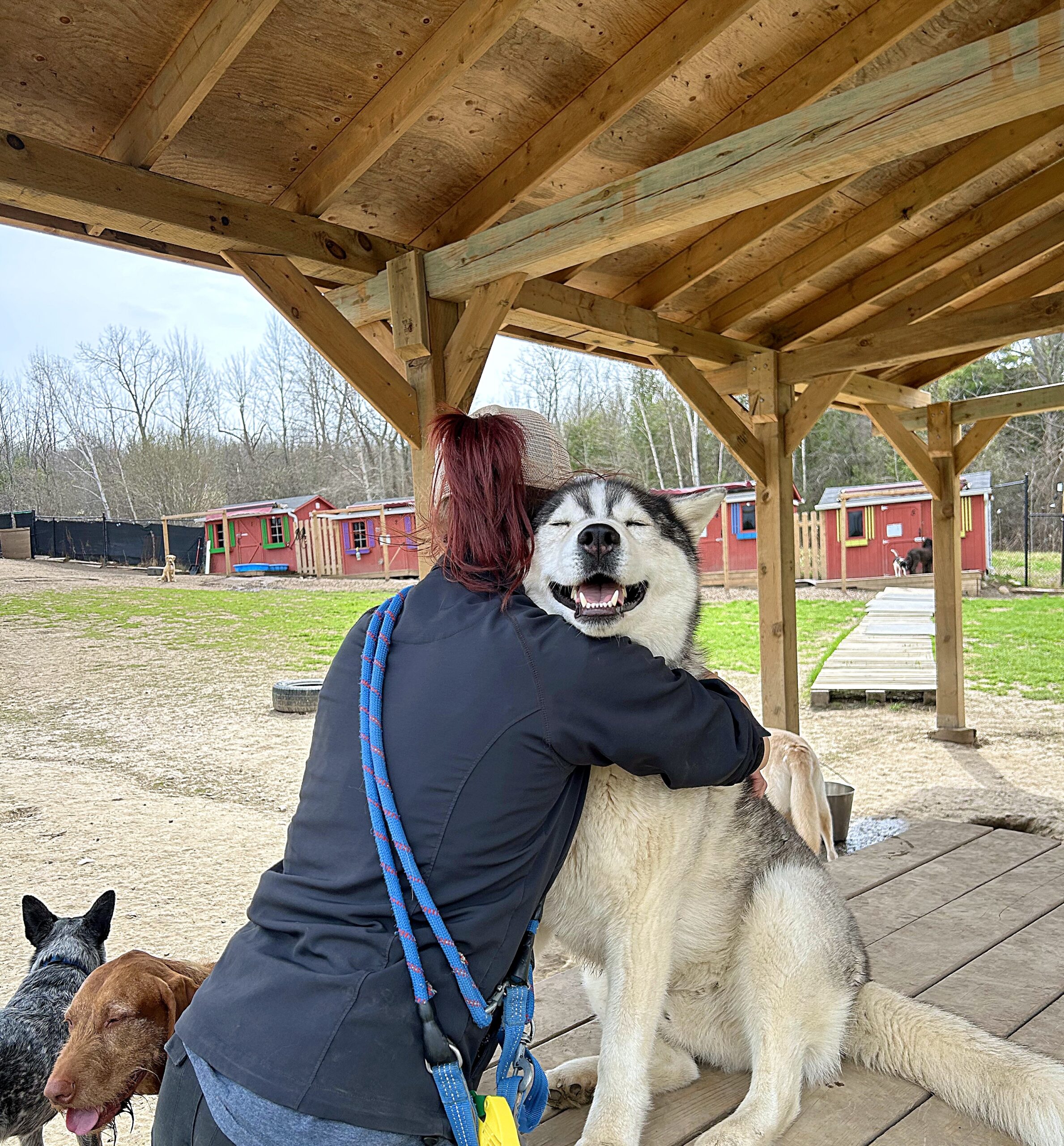 Dogs_at_Camp_Hugs