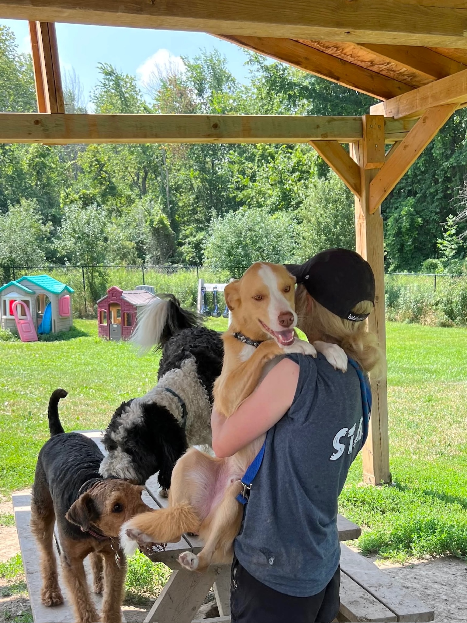 dogs_at_camp