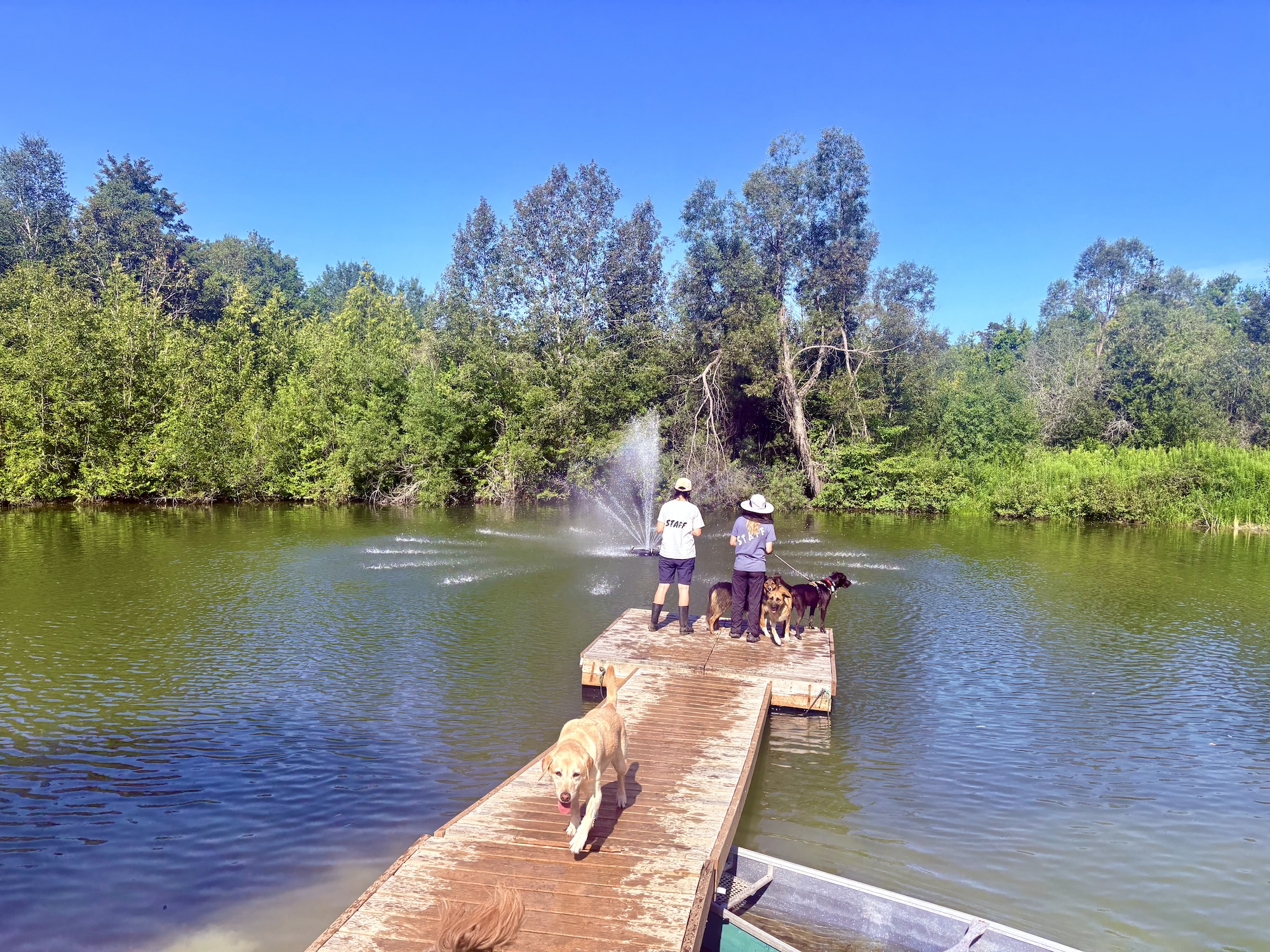 Dogs at Camp Fountain