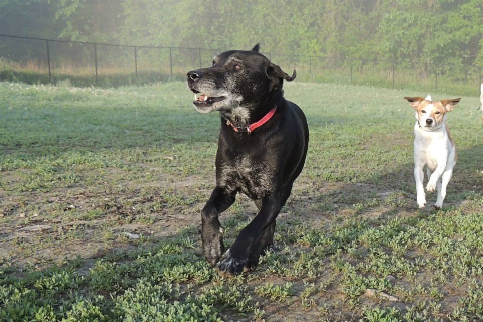 Dogs at Camp
