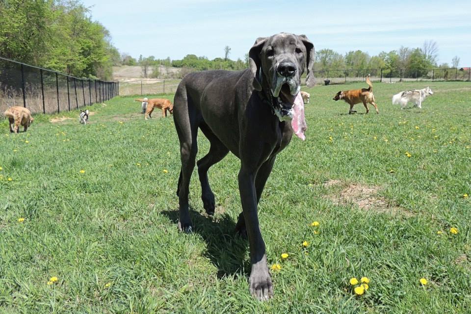 Dogs at Camp
