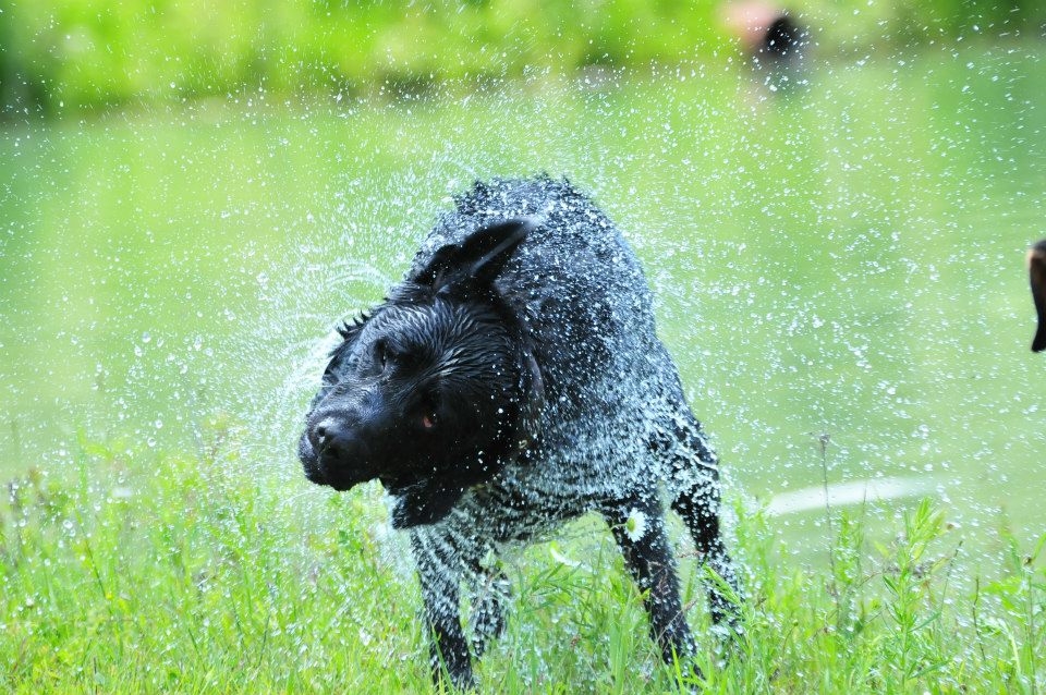 Dogs at Camp