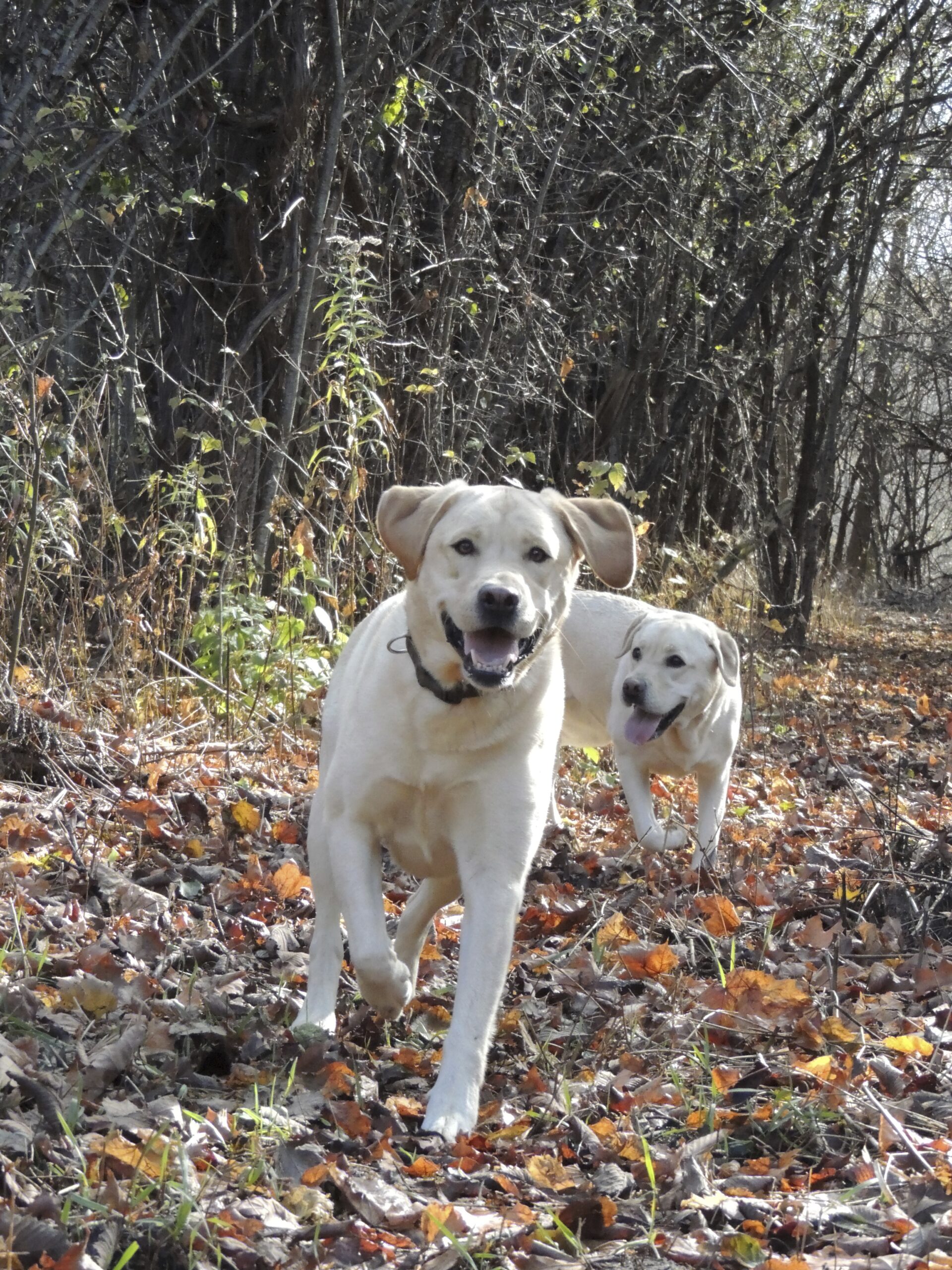 Dogs at Camp