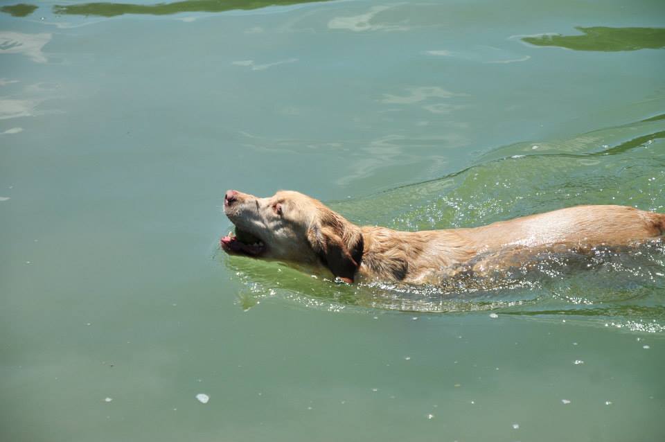 Dogs at Camp