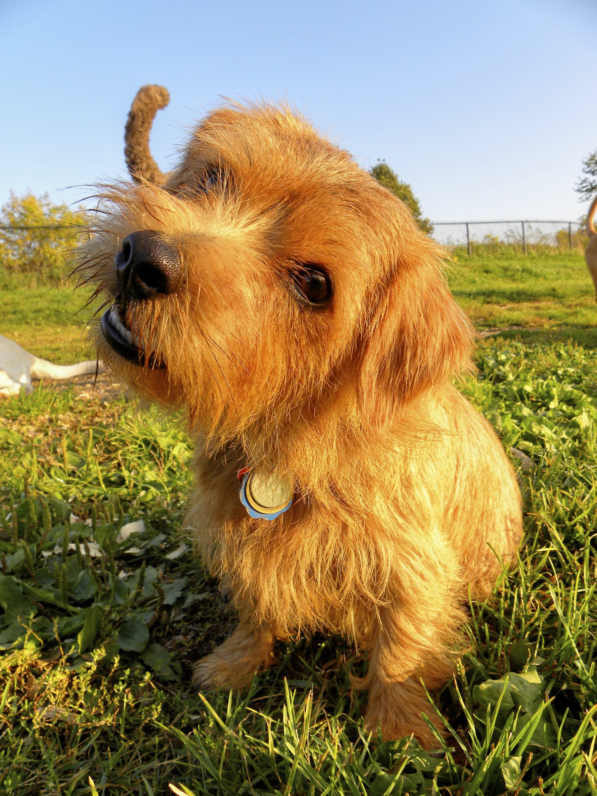 Dogs at Camp