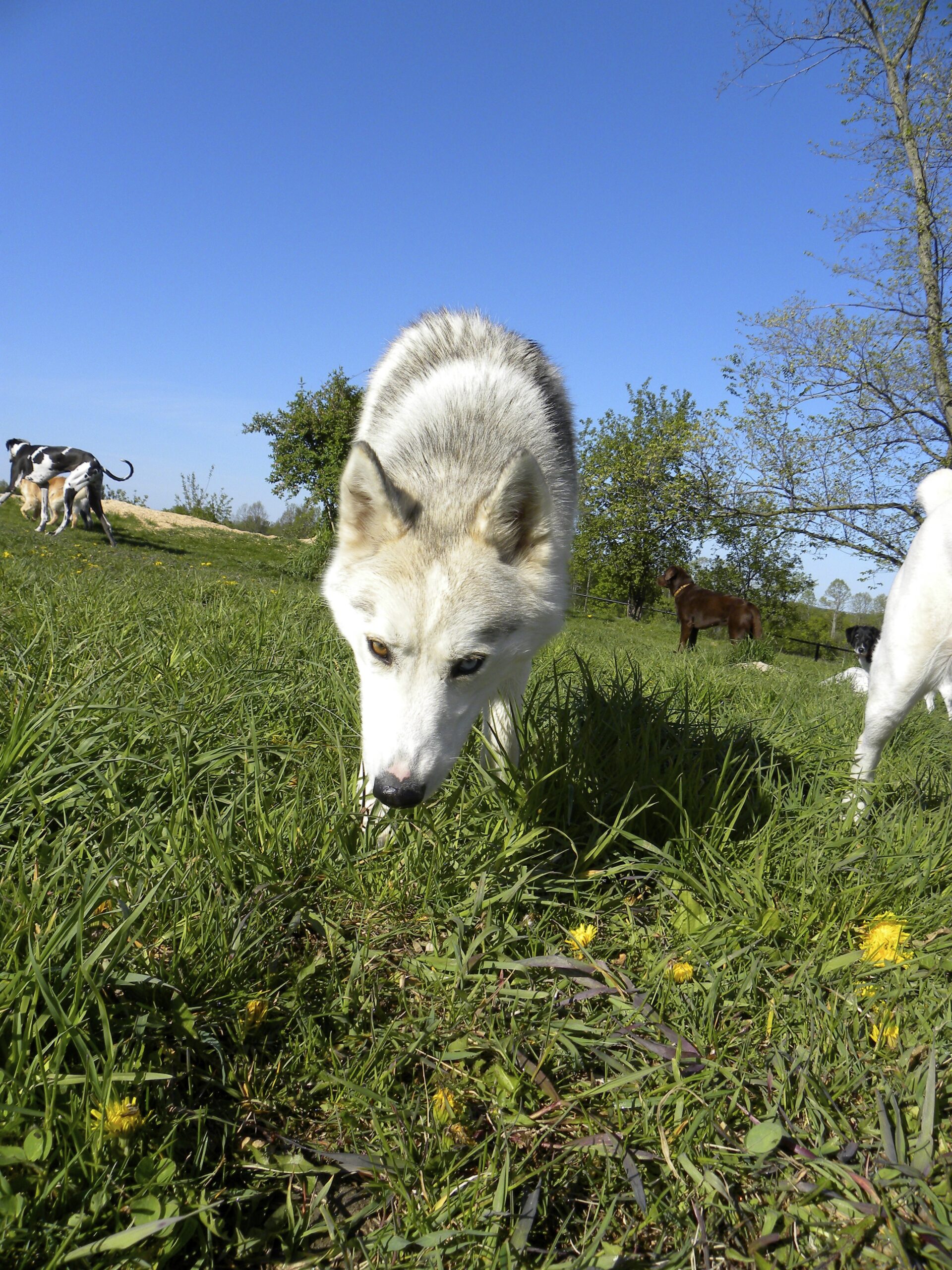 Dogs at Camp