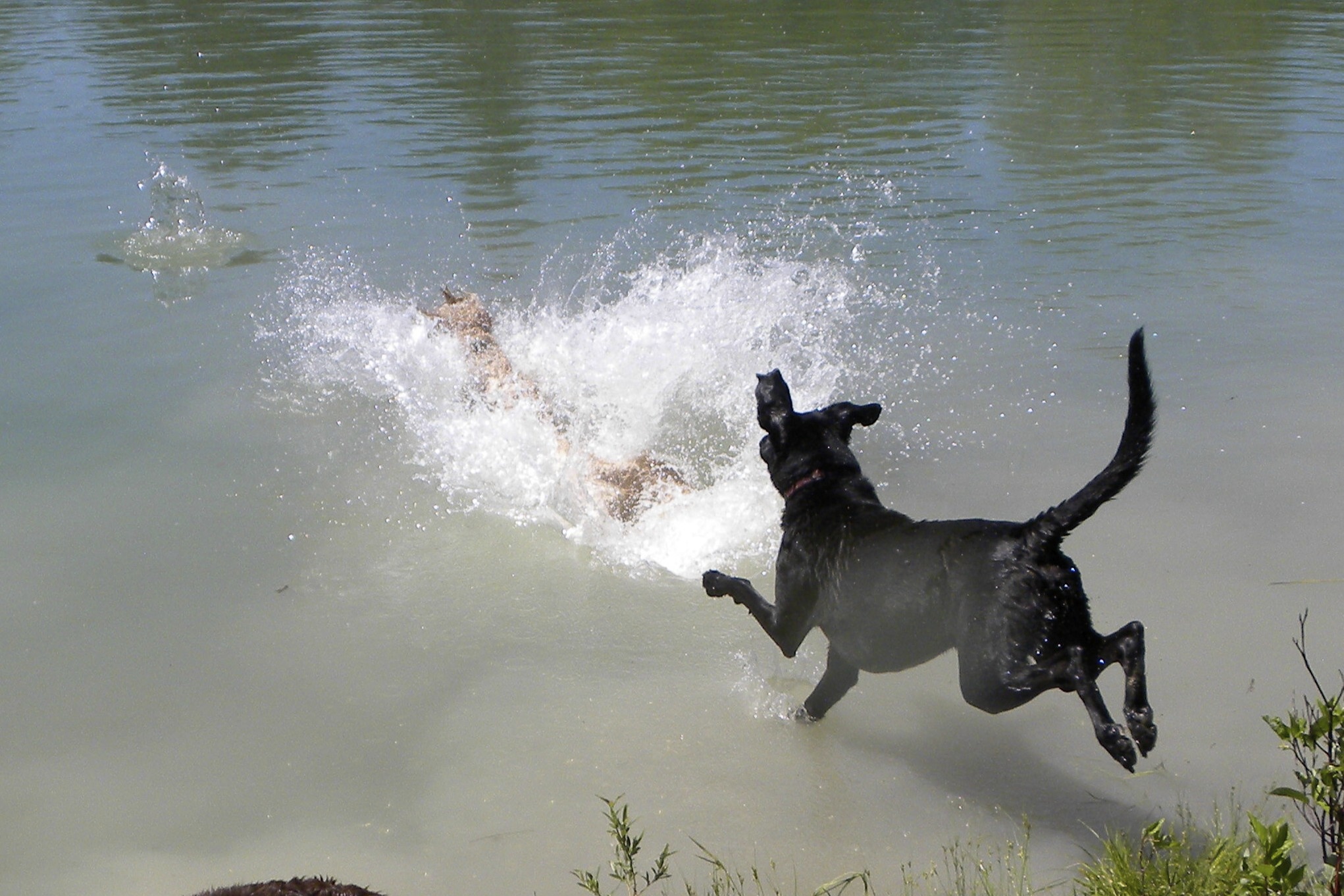 Dogs at Camp