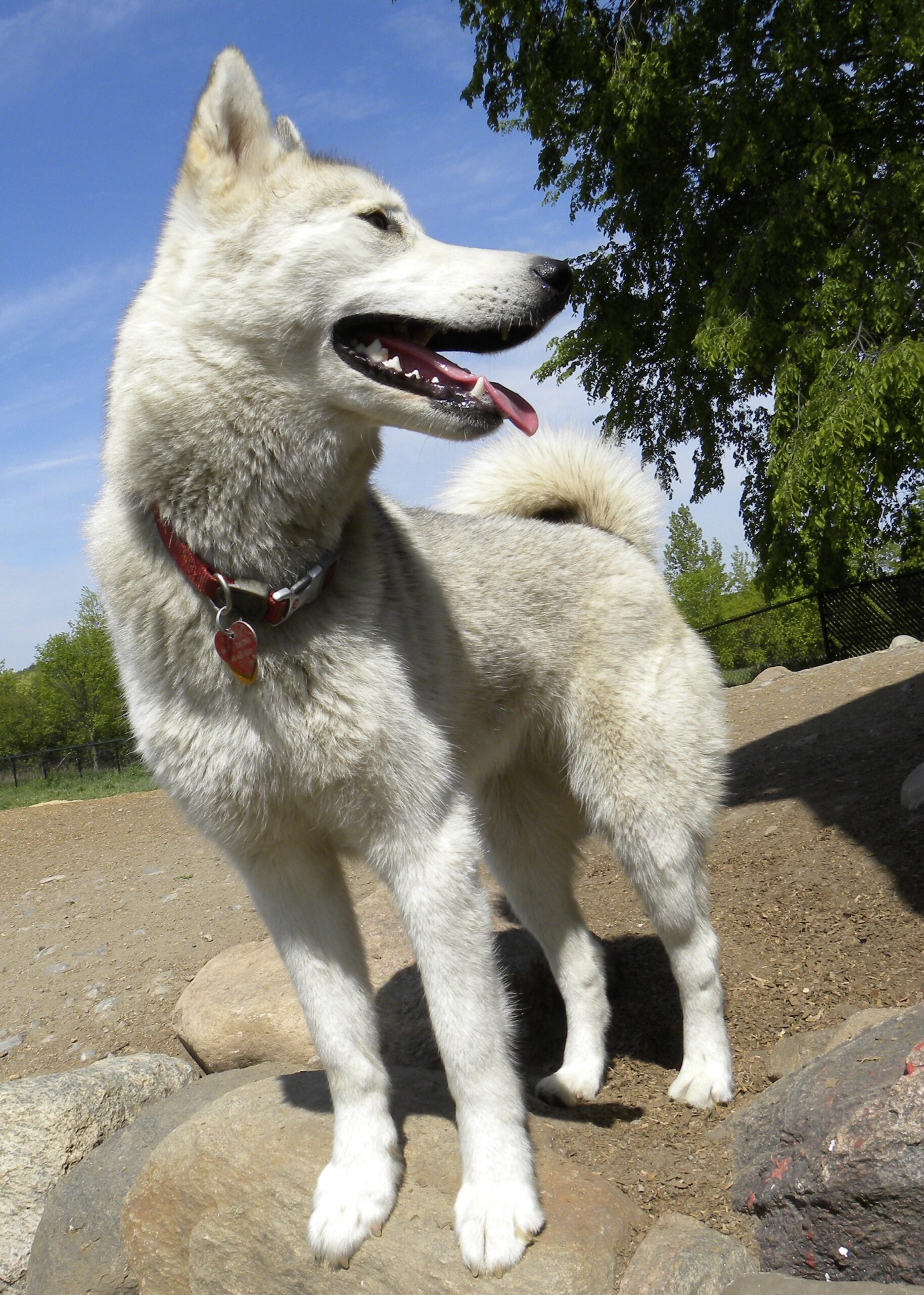 Dogs at Camp
