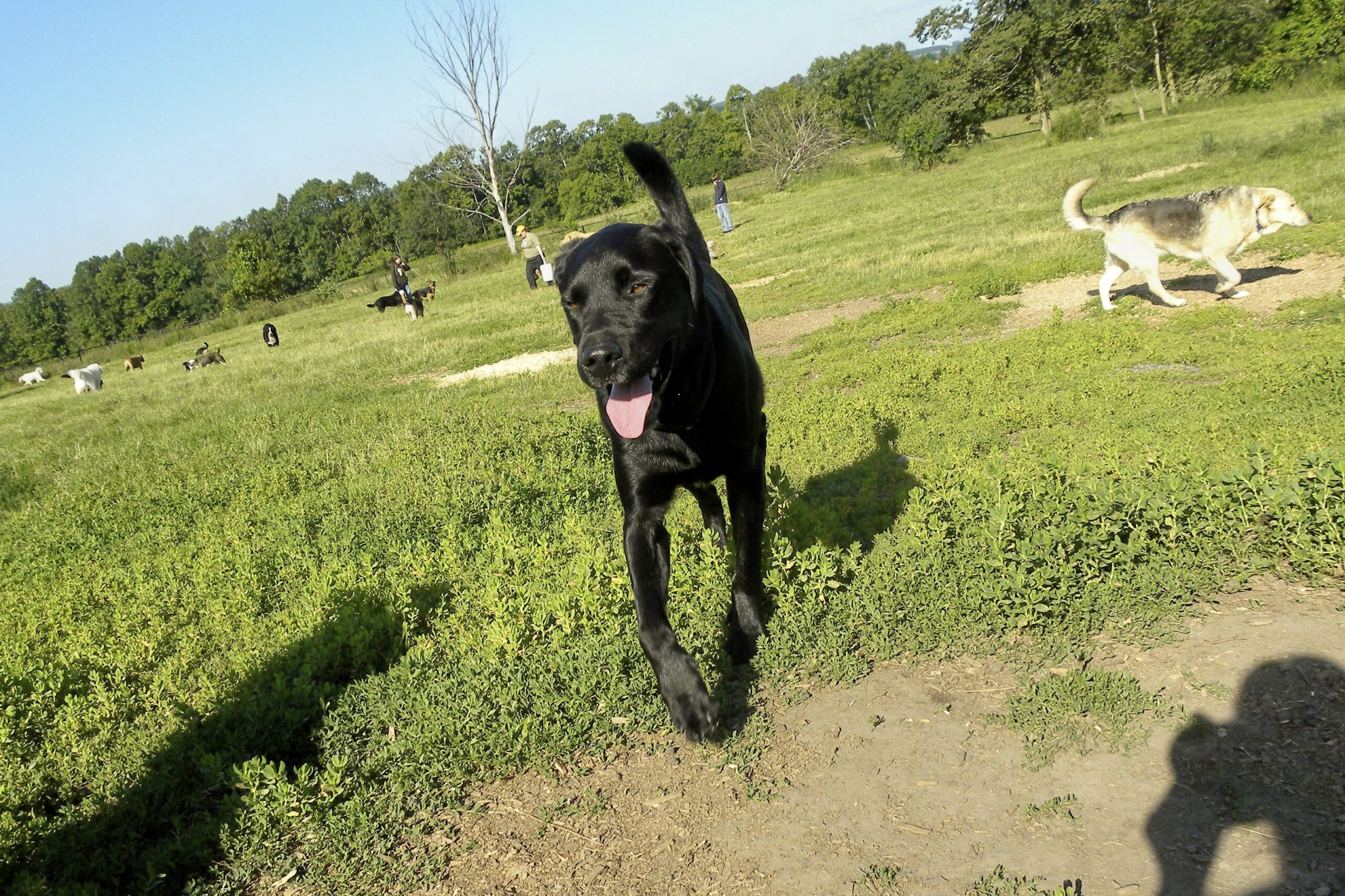 Dogs at Camp