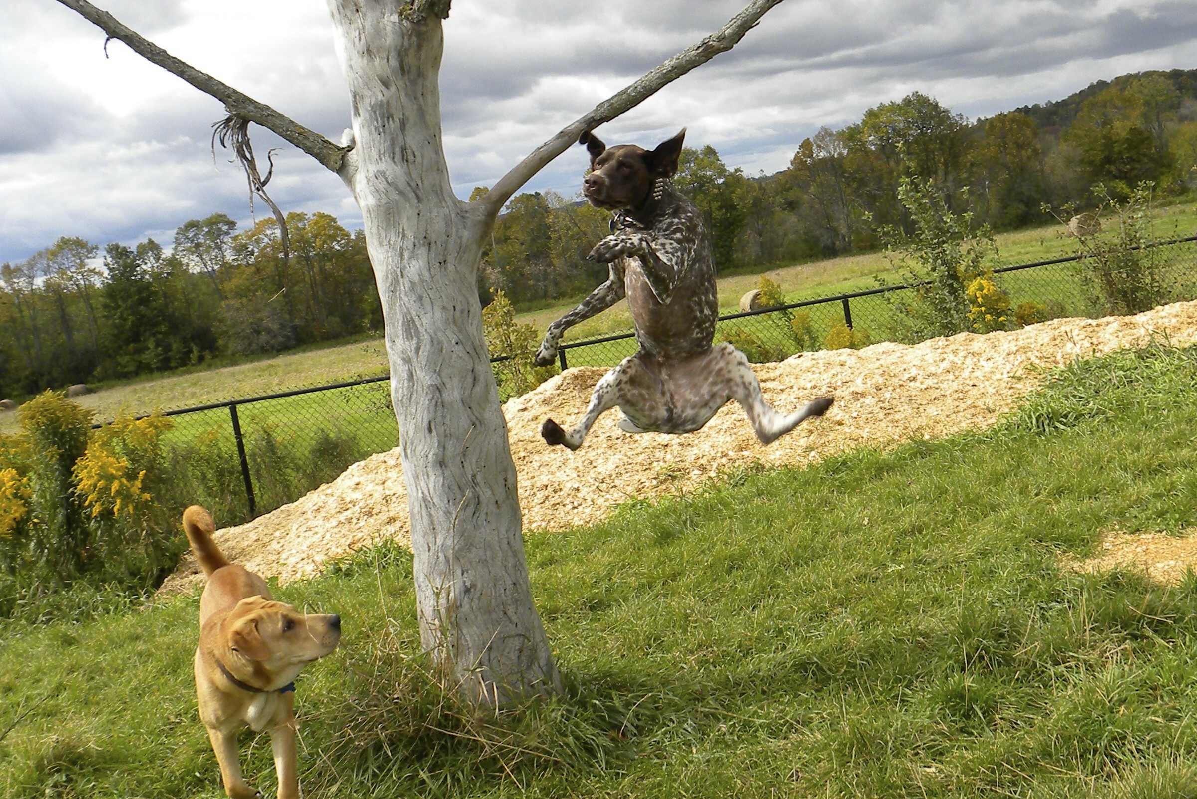 Dogs at Camp