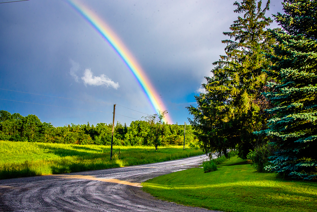 Dogs_at_Camp_Rainbow