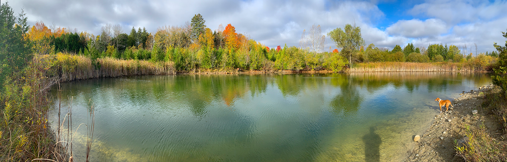 Dogs_at_Camp_Lake