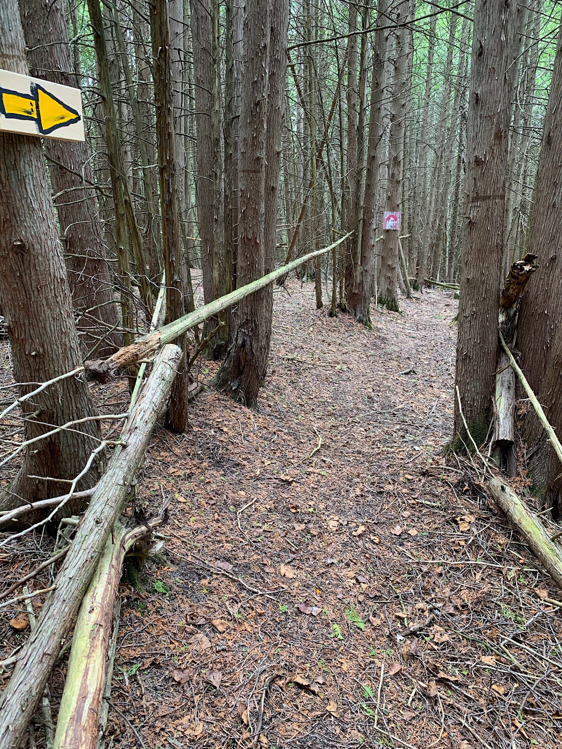 Trail