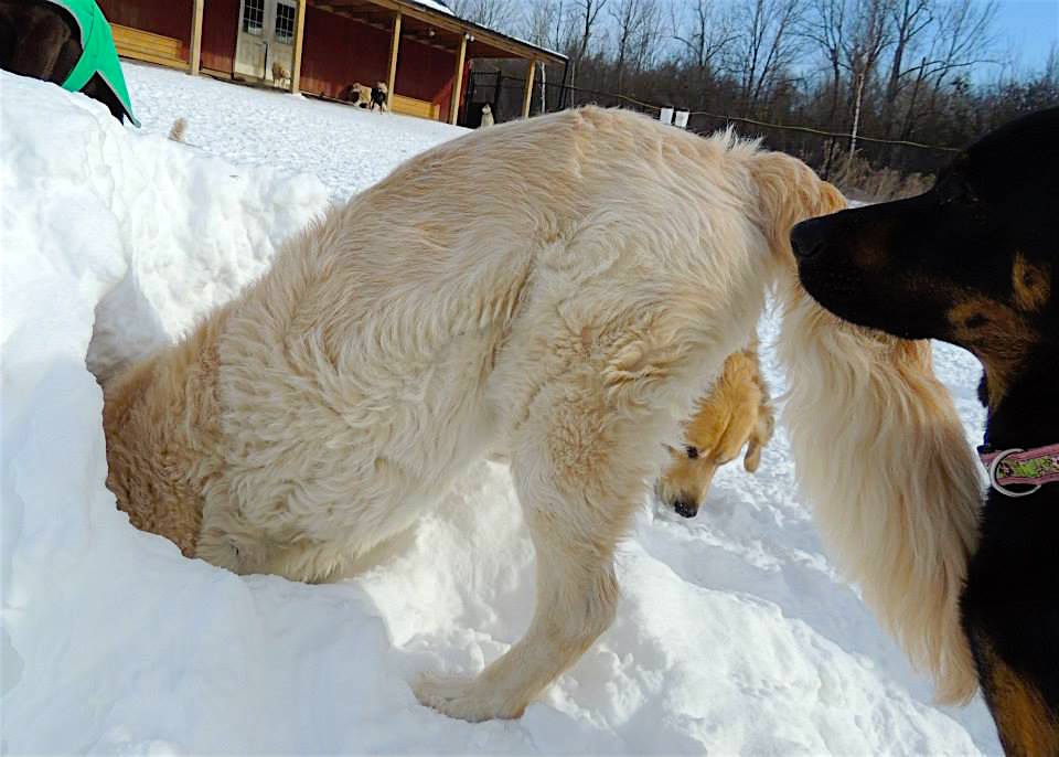 Dogs at Camp