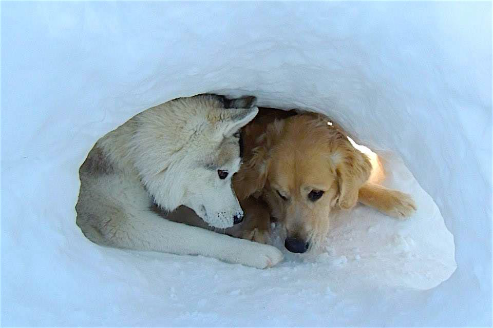 Dogs at Camp